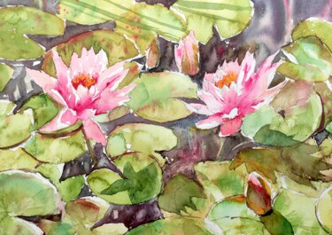 Pink Waterlilies in a pond